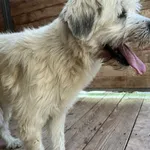 Pies do adopcji, Orzechowce, 6 października 2025