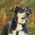 Pies do adopcji, Nowodwór, 5 października 2025