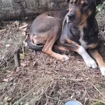 Znaleziono psa, Cieszanowice, 7 października 2025