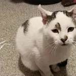 Znaleziono kota, Toruń, 4 października 2025