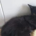 Kot do adopcji, Henrykowo, 7 października 2025