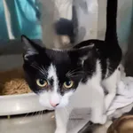 Kot do adopcji, Włocławek, 3 października 2025