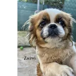 Zwiwi