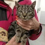 Znaleziono kota, Toruń, 5 października 2025