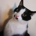 Zaginął kot, Łódź, 7 października 2025