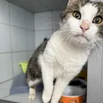 Znaleziono kota, Lublin, 29 września 2025