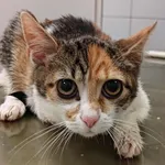 Znaleziono kota, Lublin, 23 września 2025