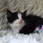 Kot do adopcji, Chełmek, 3 września 2025