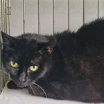 Kot do adopcji, Wrocław, 25 września 2025