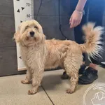 Przyjęty: 2025-10-07 Gmina: Brzeszcze Płeć: Pies Opis: mieszaniec, kremowe