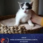 Kot do adopcji, Dębniak, 8 października 2025