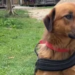 Pies do adopcji, Głowno, 8 października 2025