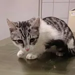 Znaleziono kota, Lublin, 23 września 2025