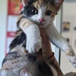 Znaleziono kota, Lublin, 26 września 2025