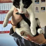 Znaleziono kota, Lublin, 25 września 2025