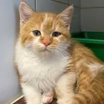 Znaleziono kota, Lublin, 27 września 2025