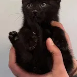 Znaleziono kota, Lublin, 1 października 2025