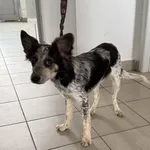 Znaleziono psa, Lublin, 9 października 2025