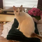 Zaginął kot, Łódź, 9 października 2025