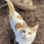 Kot do adopcji, Żywiec, 9 października 2025