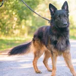 Pies do adopcji, Nowodwór, 8 października 2025