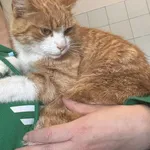 Znaleziono kota, Lublin, 5 października 2025