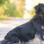 Pies do adopcji, Nowodwór, 8 października 2025