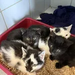 Znaleziono kota, Lublin, 3 października 2025