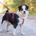 Pies do adopcji, Nowodwór, 8 października 2025