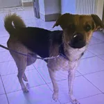 Znaleziono psa, Lublin, 5 października 2025