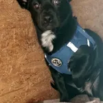 Znaleziono psa, Lublin, 8 października 2025