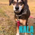 Nala - w domu tymczasowym