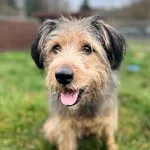 Pies do adopcji, Olsztyn, 16 września 2025