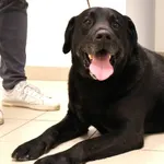 Znaleziono psa, Łódź, 9 października 2025