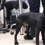 Znaleziono psa, Łódź, 10 października 2025