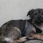 Znaleziono psa, Łódź, 9 października 2025