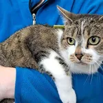 Kot do adopcji, Olsztyn, 9 października 2025