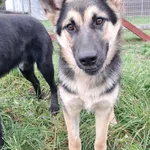 Pies do adopcji, Olsztyn, 19 września 2025