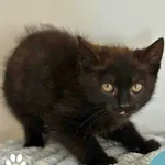 Kot do adopcji, Starogard Gdański, 10 października 2025