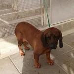 Znaleziono psa, Gdańsk, 10 października 2025