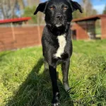 Pies do adopcji, Olsztyn, 19 września 2025