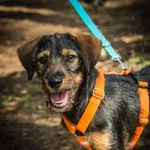 Pies do adopcji, Piła, 17 sierpnia 2025