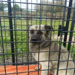 Pies do adopcji, Zgierz, 9 października 2025