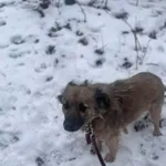 Pies do adopcji, Zgierz, 9 października 2025