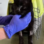 Znaleziono kota, Lublin, 8 października 2025