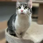 Znaleziono kota, Olsztyn, 7 października 2025