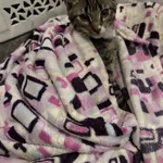 Zaginął kot, Łódź, 10 października 2025