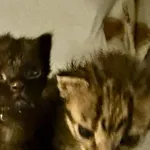 Znaleziono kota, Lublin, 6 października 2025