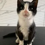 Kot do adopcji, Grudziądz, 3 października 2025