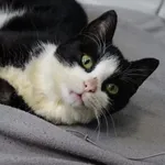 Kot do adopcji, Grudziądz, 3 października 2025